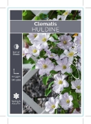 Picture of CLEMATIS HULDINE                                                                                                                                      