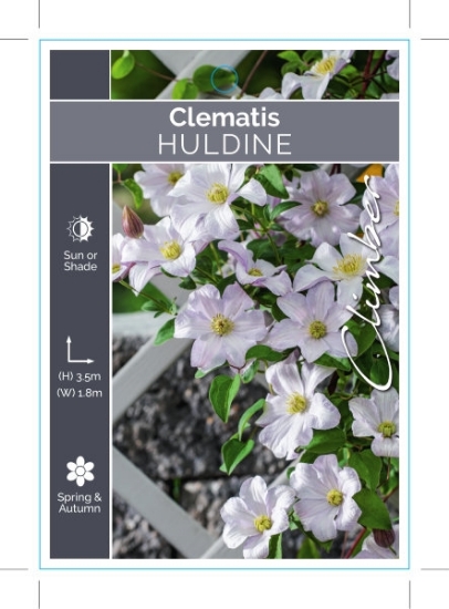 Picture of CLEMATIS HULDINE                                                                                                                                      