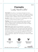Picture of CLEMATIS LADY NORTHCLIFFE                                                                                                                             