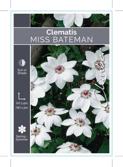 Picture of CLEMATIS MISS BATEMAN                                                                                                                                 