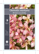 Picture of CLEMATIS MONTANA MARJORIE                                                                                                                             