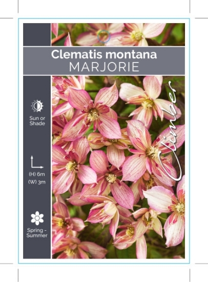 Picture of CLEMATIS MONTANA MARJORIE                                                                                                                             