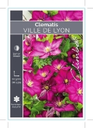 Picture of CLEMATIS VILLE DE LYON                                                                                                                                
