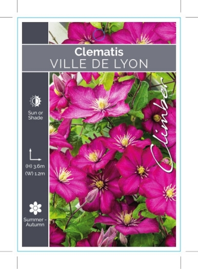 Picture of CLEMATIS VILLE DE LYON                                                                                                                                