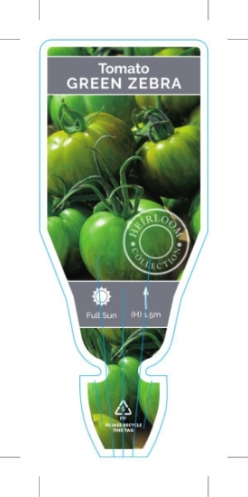 Picture of VEGETABLE TOMATO HEIRLOOM GREEN ZEBRA (Lycopersicon esculentum)                                                                                       
