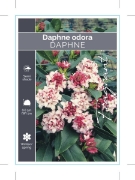 Picture of **DAPHNE ODORA                                                                                                                                        