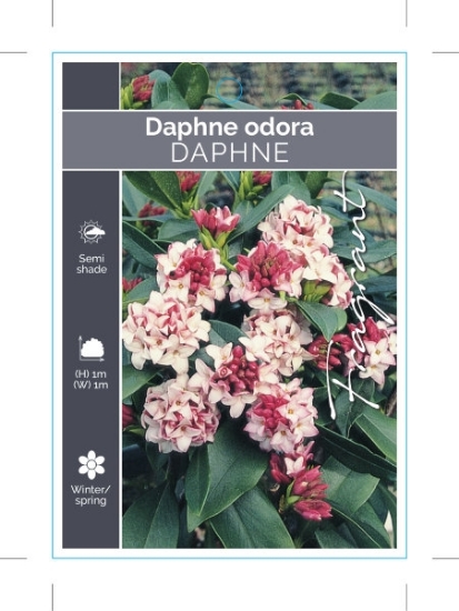Picture of **DAPHNE ODORA                                                                                                                                        