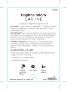 Picture of **DAPHNE ODORA                                                                                                                                        