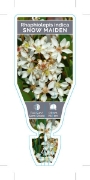 Picture of RHAPHIOLEPIS SNOW MAIDEN                                                                                                                              