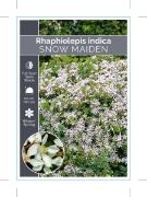 Picture of RHAPHIOLEPIS SNOW MAIDEN                                                                                                                              