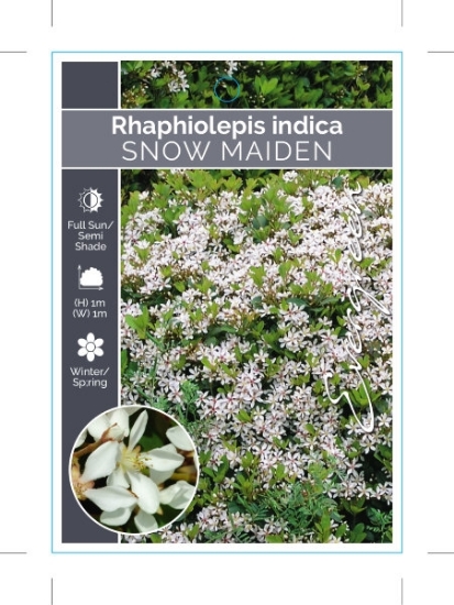 Picture of RHAPHIOLEPIS SNOW MAIDEN                                                                                                                              