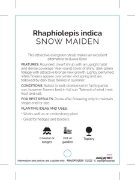 Picture of RHAPHIOLEPIS SNOW MAIDEN                                                                                                                              