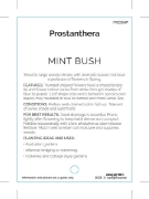 Picture of PROSTANTHERA MINT BUSH MIXED PICTURE UNNAMED                                                                                                          