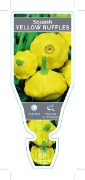 Picture of VEGETABLE SQUASH YELLOW RUFFLES (Cucurbita pepo)                                                                                                      