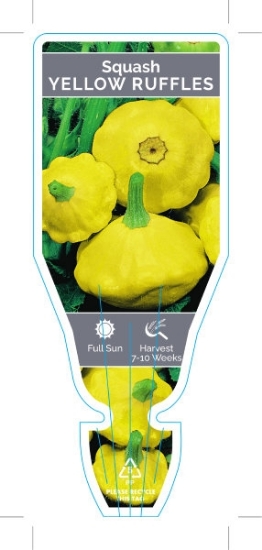 Picture of VEGETABLE SQUASH YELLOW RUFFLES (Cucurbita pepo)                                                                                                      