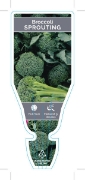 Picture of VEGETABLE BROCCOLI SPROUTING (Brassica botrytis)                                                                                                      