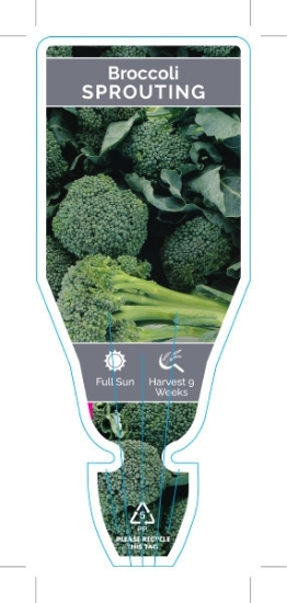 Picture of VEGETABLE BROCCOLI SPROUTING (Brassica botrytis)                                                                                                      