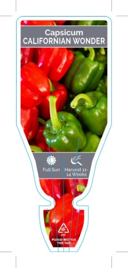 Picture of VEGETABLE CAPSICUM CALIFORNIAN WONDER (Capsicum annuum)                                                                                               