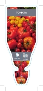 Picture of VEGETABLE TOMATO (UNNAMED VARIETY) (Lycopersicon esculentum)                                                                                          
