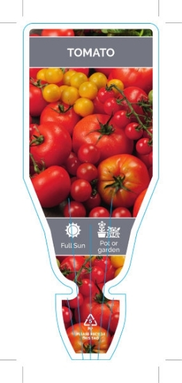 Picture of VEGETABLE TOMATO (UNNAMED VARIETY) (Lycopersicon esculentum)                                                                                          