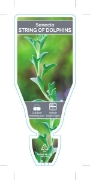Picture of SUCCULENT SENECIO STRING OF DOLPHINS                                                                                                                  