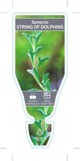 Picture of SUCCULENT SENECIO STRING OF DOLPHINS                                                                                                                  