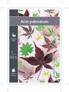 Picture of ACER PALMATUM JAPANESE MAPLE                                                                                                                          