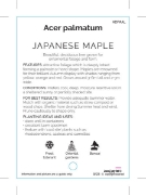 Picture of ACER PALMATUM JAPANESE MAPLE                                                                                                                          