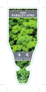 Picture of HERB PARSLEY AFRO (Petroselinum crispum)                                                                                                              