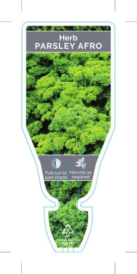 Picture of HERB PARSLEY AFRO (Petroselinum crispum)                                                                                                              