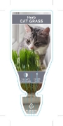 Picture of HERB CAT GRASS (Dactylis glomerata)                                                                                                                   