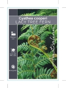 Picture of FERN CYATHEA COOPERI SCALY TREE FERN                                                                                                                  