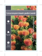 Picture of LEUCOSPERMUM PATERSONII                                                                                                                               