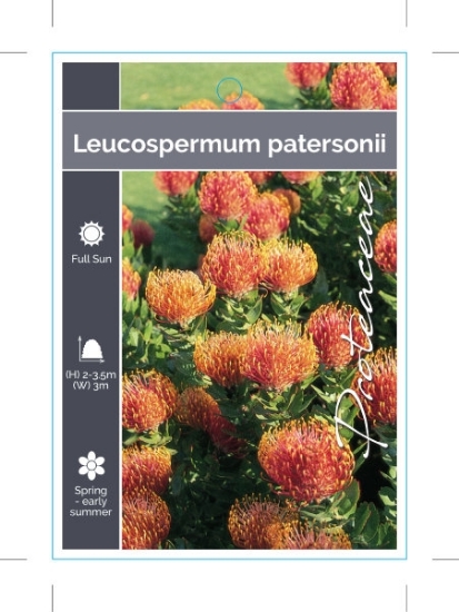 Picture of LEUCOSPERMUM PATERSONII                                                                                                                               