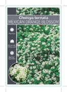 Picture of CHOISYA TERNATA MEXICAN ORANGE BLOSSOM                                                                                                                