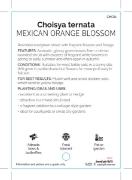 Picture of CHOISYA TERNATA MEXICAN ORANGE BLOSSOM                                                                                                                