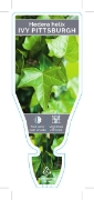 Picture of HOUSEPLANT HEDERA HELIX PITTSBURGH IVY                                                                                                                