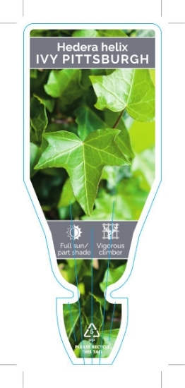 Picture of HOUSEPLANT HEDERA HELIX PITTSBURGH IVY                                                                                                                