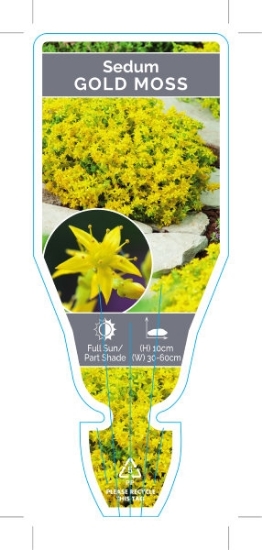 Picture of **SUCCULENT SEDUM GOLD MOSS (Syn ACRE)                                                                                                                