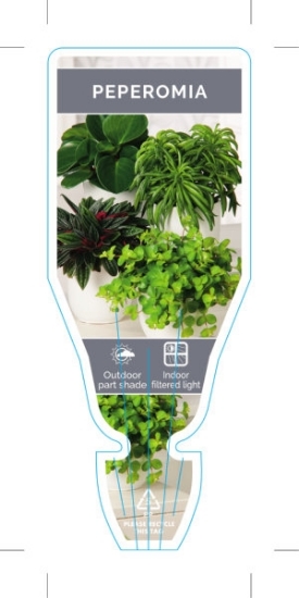 Picture of HOUSEPLANT PEPEROMIA - MIXED PICTURE (UNNAMED VARIETY)                                                                                                