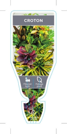 Picture of HOUSEPLANT CODIAEUM CROTON MIXED PICTURE (UNNAMED VARIETY)                                                                                            