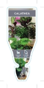 Picture of HOUSEPLANT CALATHEA - MIXED PICTURE (UNNAMED VARIETY)                                                                                                 