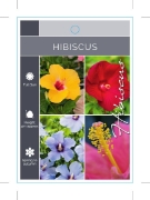 Picture of HIBISCUS - MIXED PICTURE (UNNAMED VARIETY)                                                                                                            