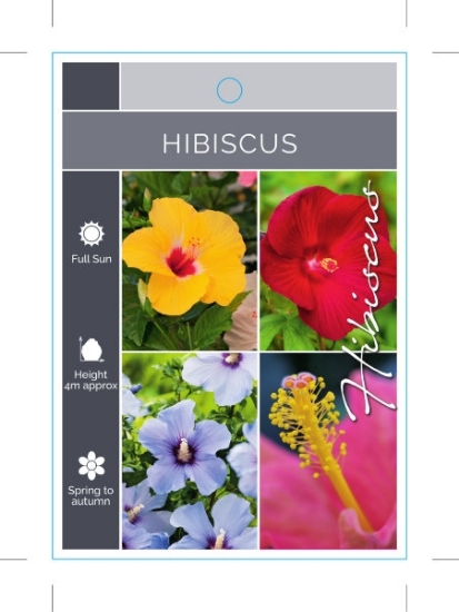 Picture of HIBISCUS - MIXED PICTURE (UNNAMED VARIETY)                                                                                                            