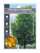 Picture of PLATANUS HISPANICA LONDON PLANE TREE Jumbo Tag                                                                                                        
