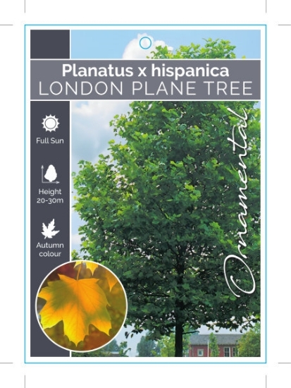 Picture of PLATANUS HISPANICA LONDON PLANE TREE Jumbo Tag                                                                                                        
