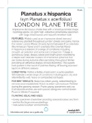 Picture of PLATANUS HISPANICA LONDON PLANE TREE Jumbo Tag                                                                                                        