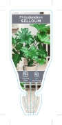 Picture of HOUSEPLANT PHILODENDRON SELLOUM                                                                                                                       