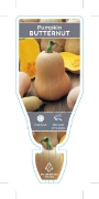 Picture of VEGETABLE PUMPKIN BUTTERNUT (Cucurbita maxima)                                                                                                        