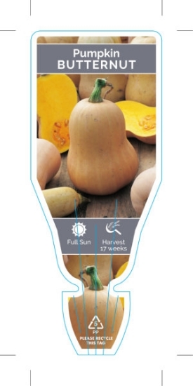 Picture of VEGETABLE PUMPKIN BUTTERNUT (Cucurbita maxima)                                                                                                        